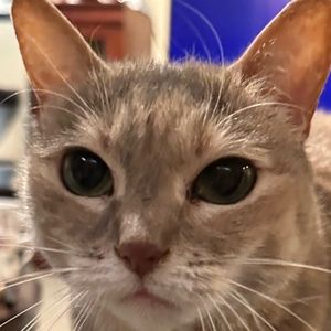 Meet your Posher, Jacqueline